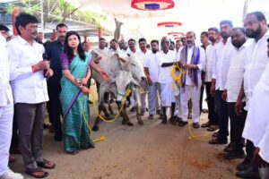 Free Distribution of 200 Bulls to Farmers