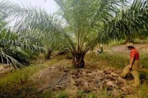 Farmers Shift Towards Oil Palm Cultivation