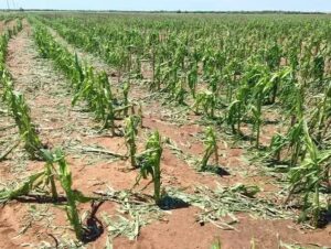 Crop Damage Due to Hailstorm